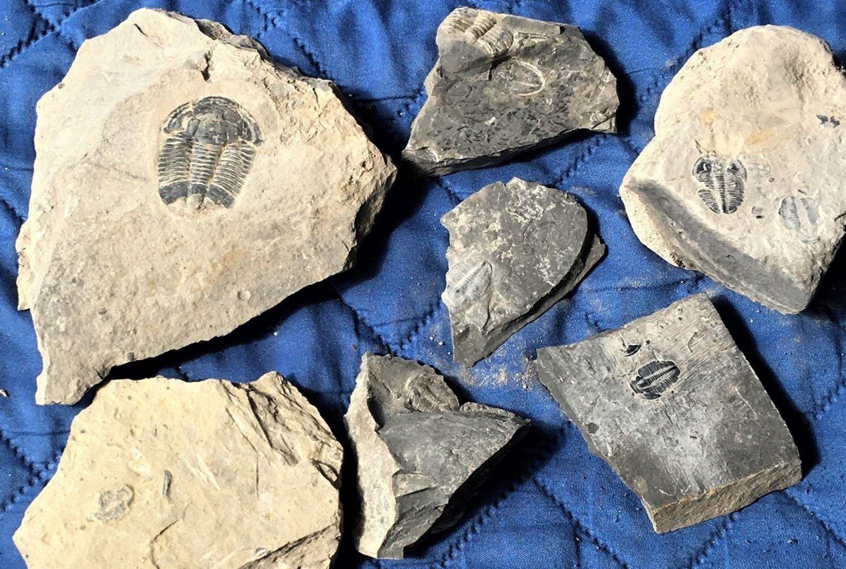 Image for Fossils, Museum Specimens, Minerals, Crystals & More