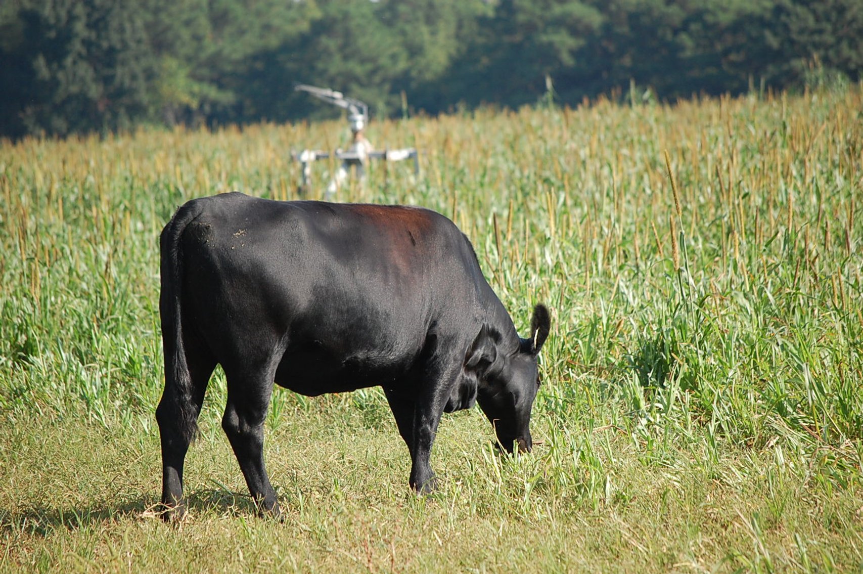 Image for CATTLE AUCTION