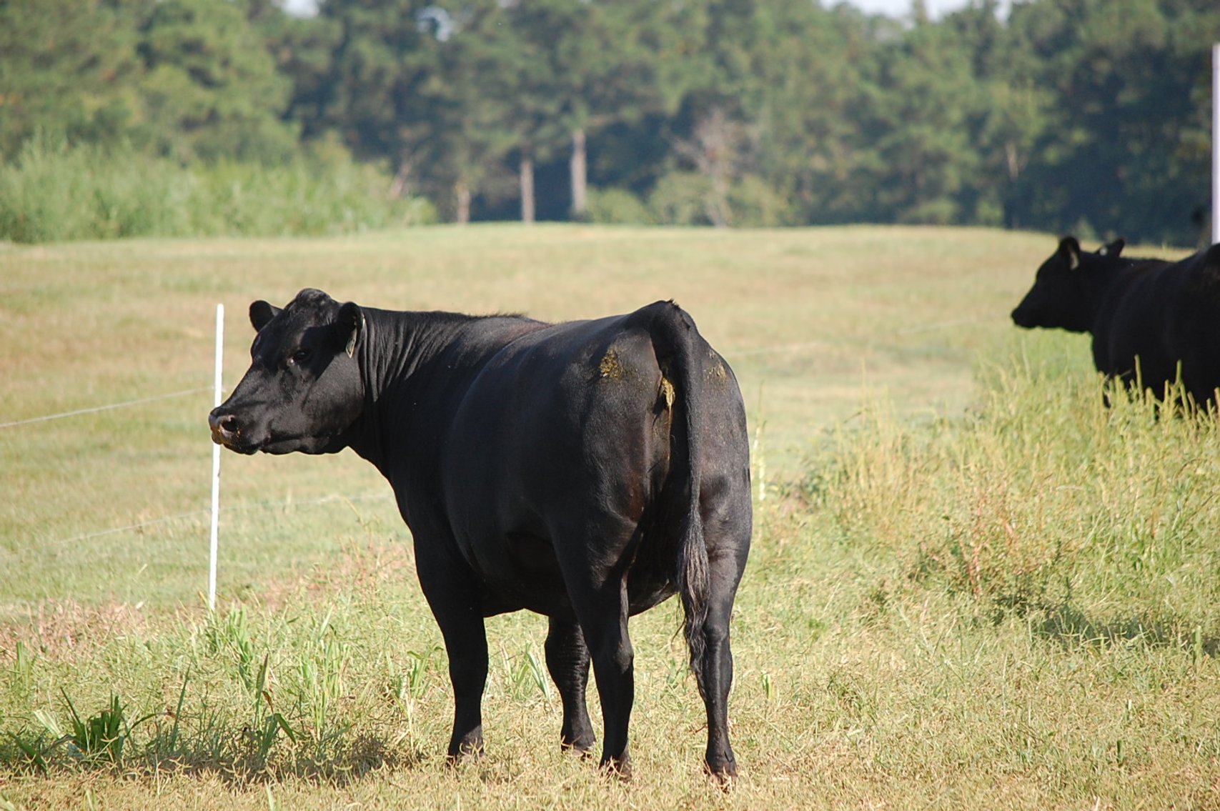 Image for CATTLE AUCTION