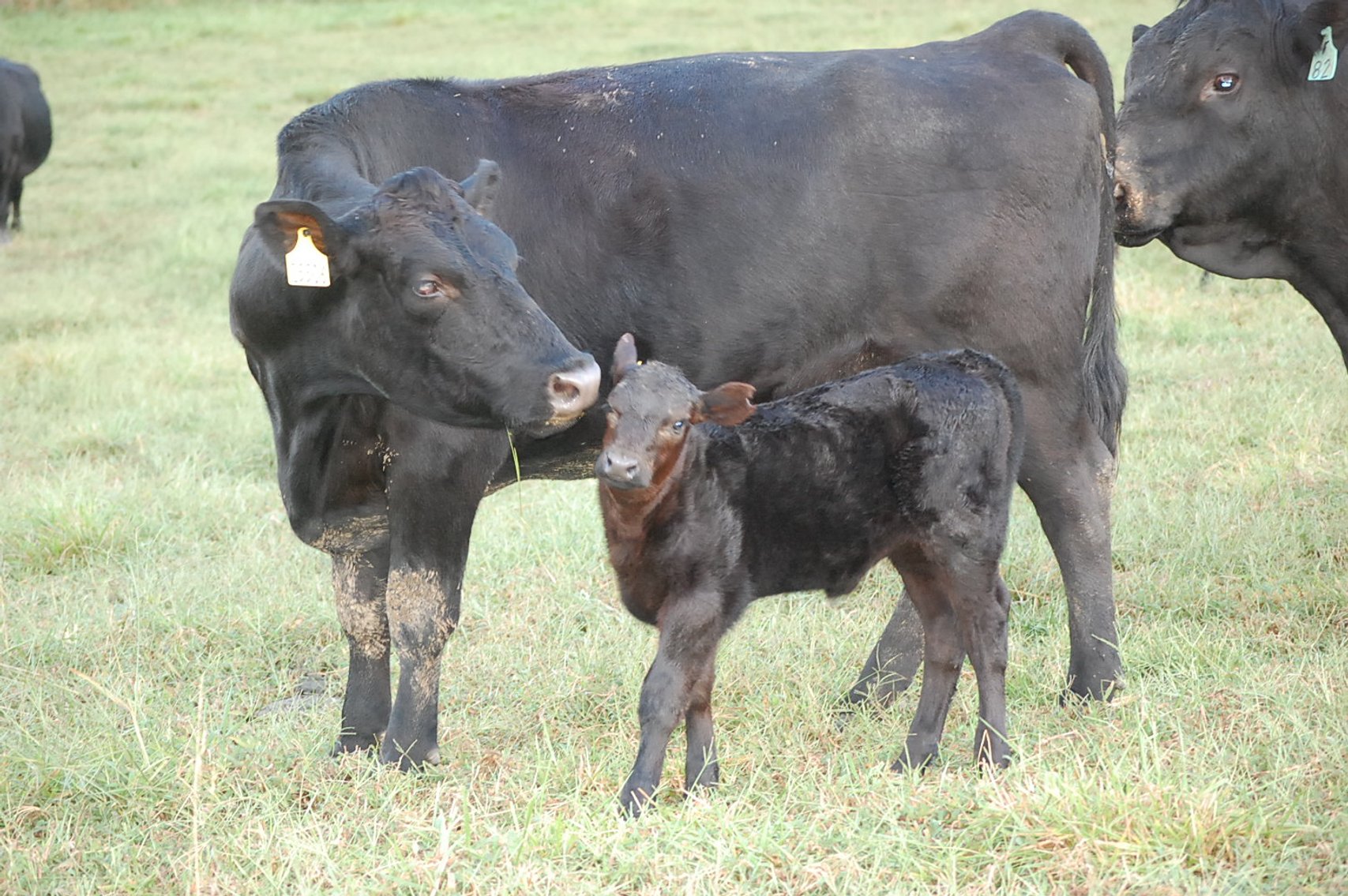 Image for CATTLE AUCTION
