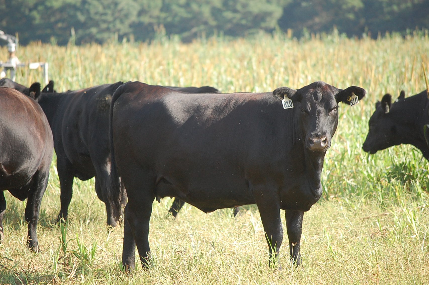 Image for CATTLE AUCTION