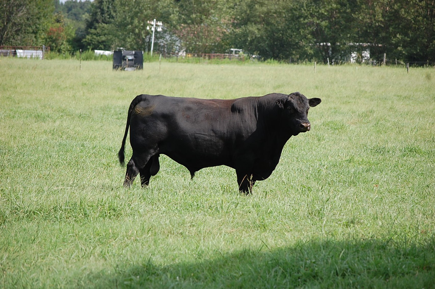 Image for CATTLE AUCTION