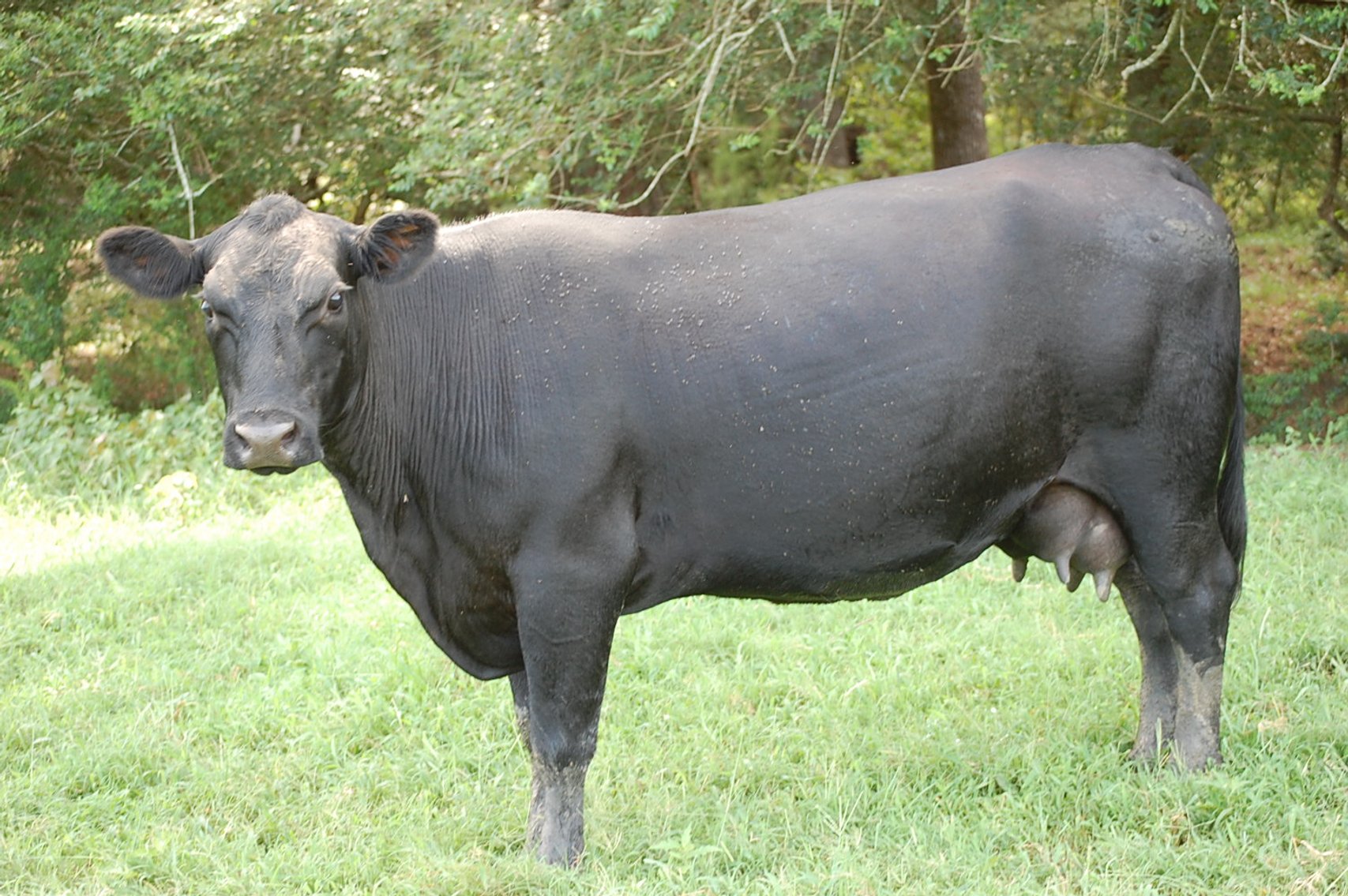 Image for CATTLE AUCTION