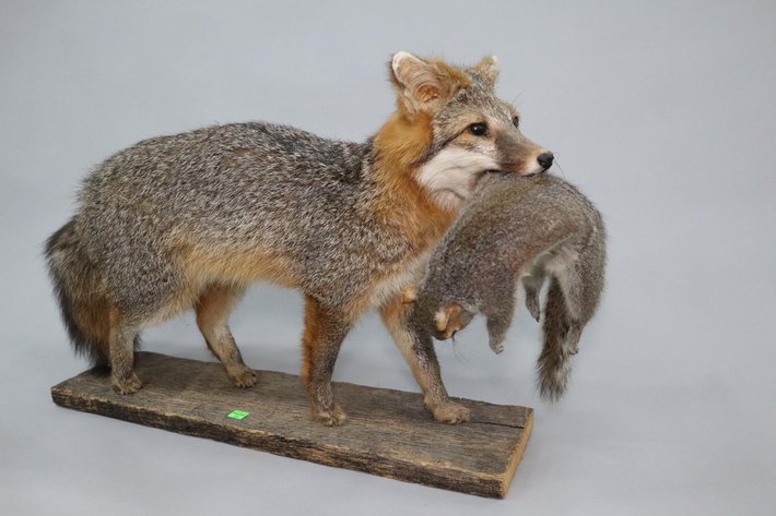 Image for Cold Springs Gallery