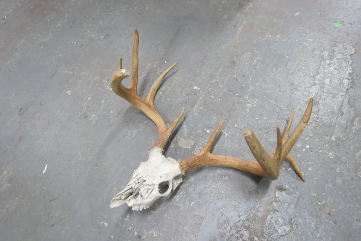 Image for Hidden Treasures Gallery #3011