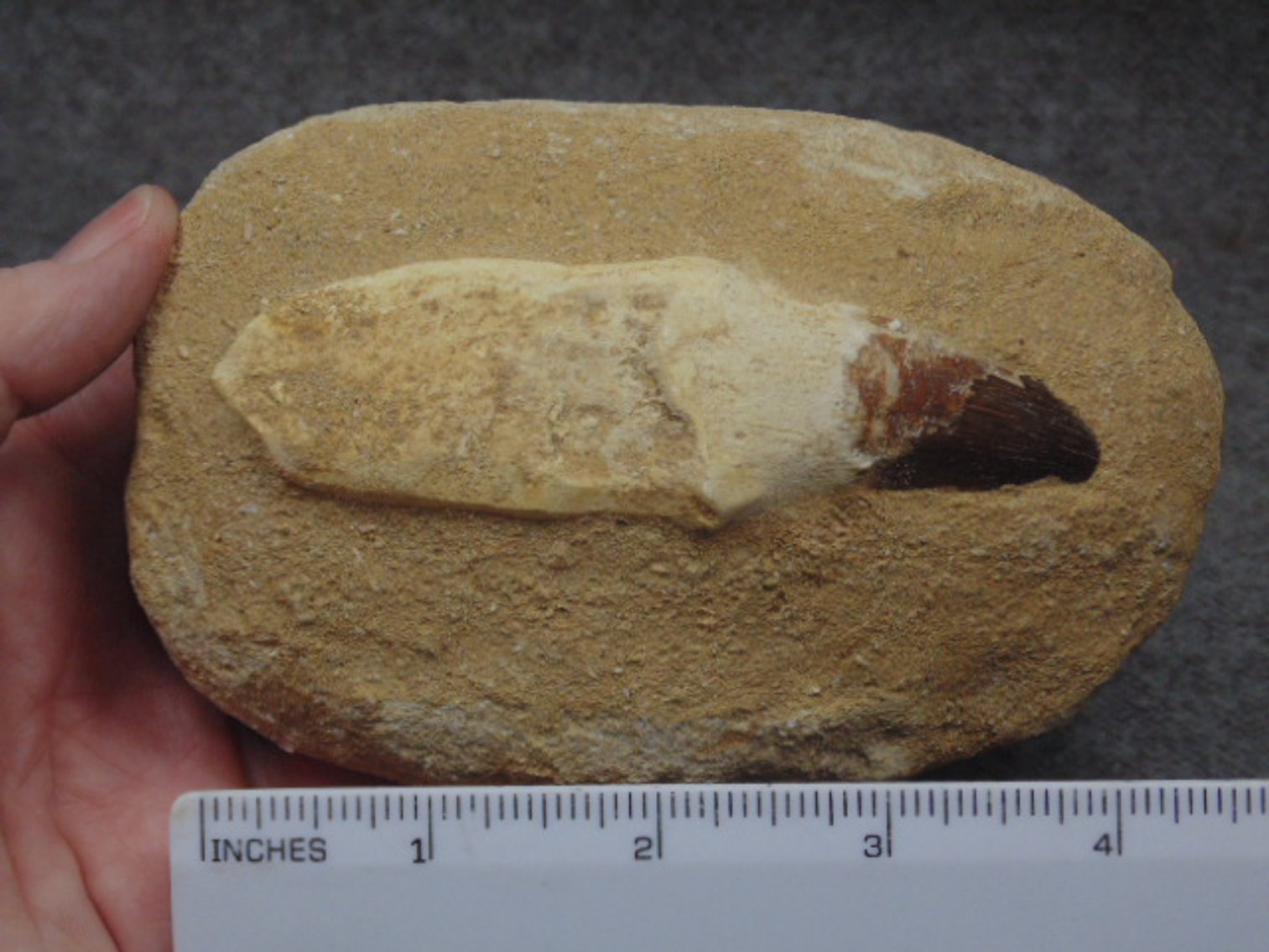 Image for Lapidary: Agates, Fossils, Equipment & More