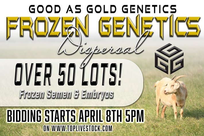 Image for Good As Gold Kikos - Easter Frozen Genetics  Hunt