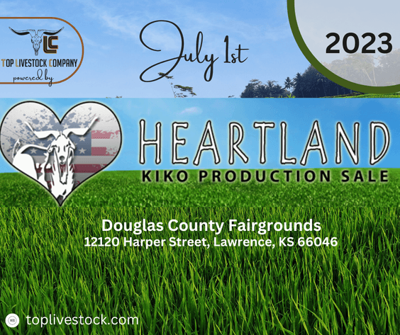Image for 2023 Heartland Kiko Production Sale