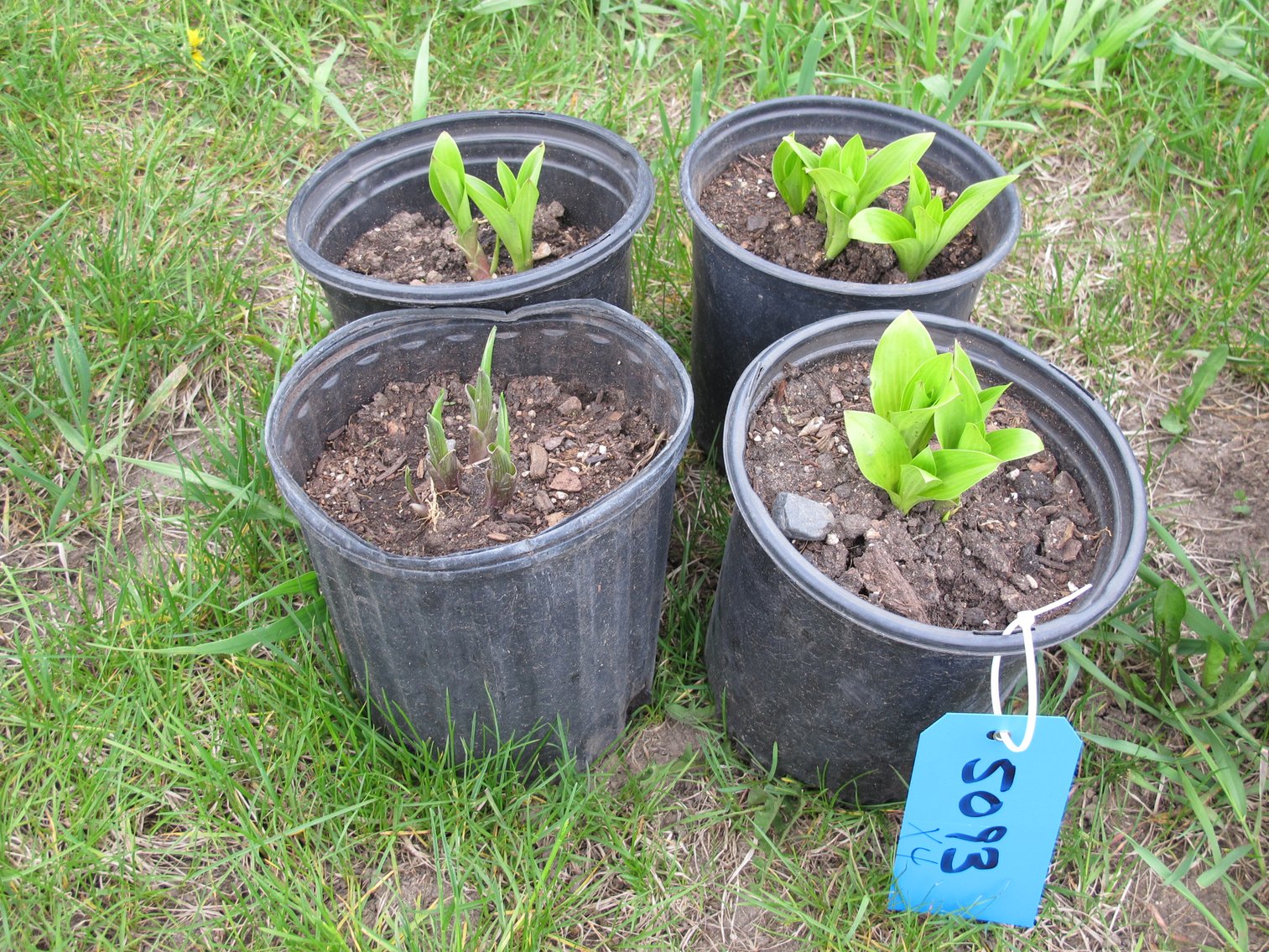 Image for Arborvitae & Juniper Shrubs, Perennials & More