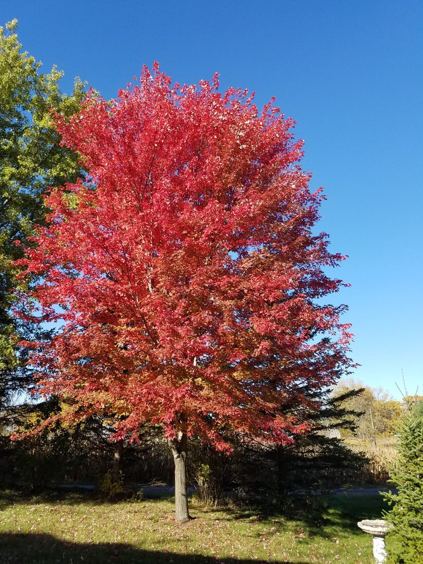 Image for Trees: Black Hills Spruce, White Pine, Flowering Crab & More