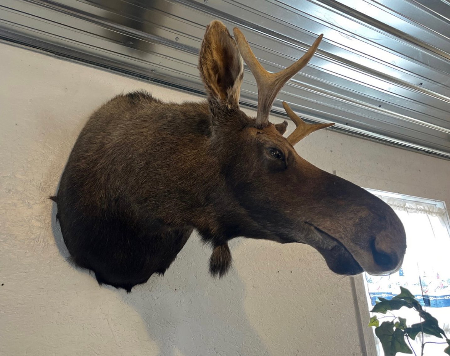 Image for Cygnet Ohio Living Estate Auctions