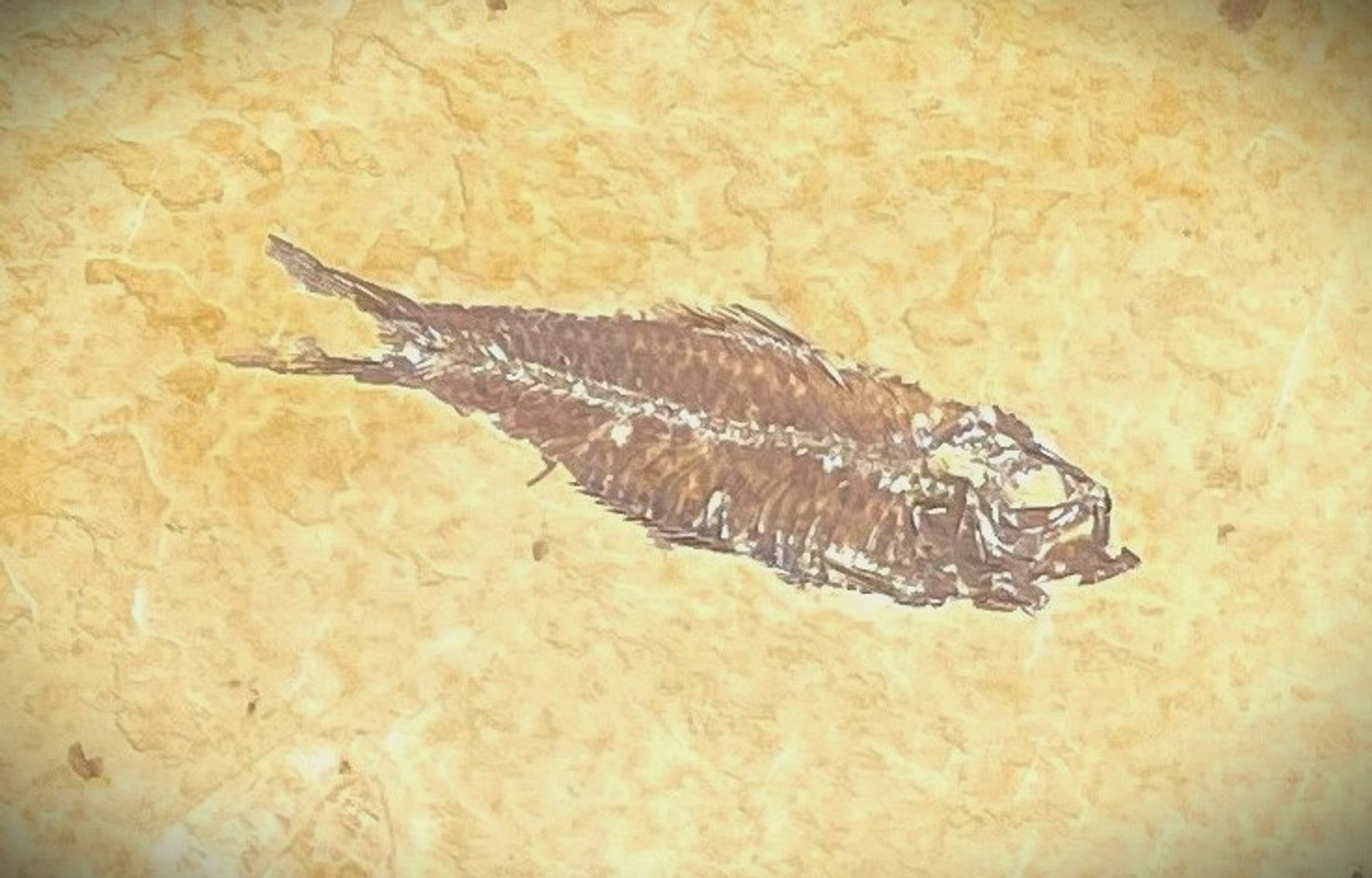 Image for Natural History Auction: Fossils, Minerals, Crystals, Gems, Biologic Specimens