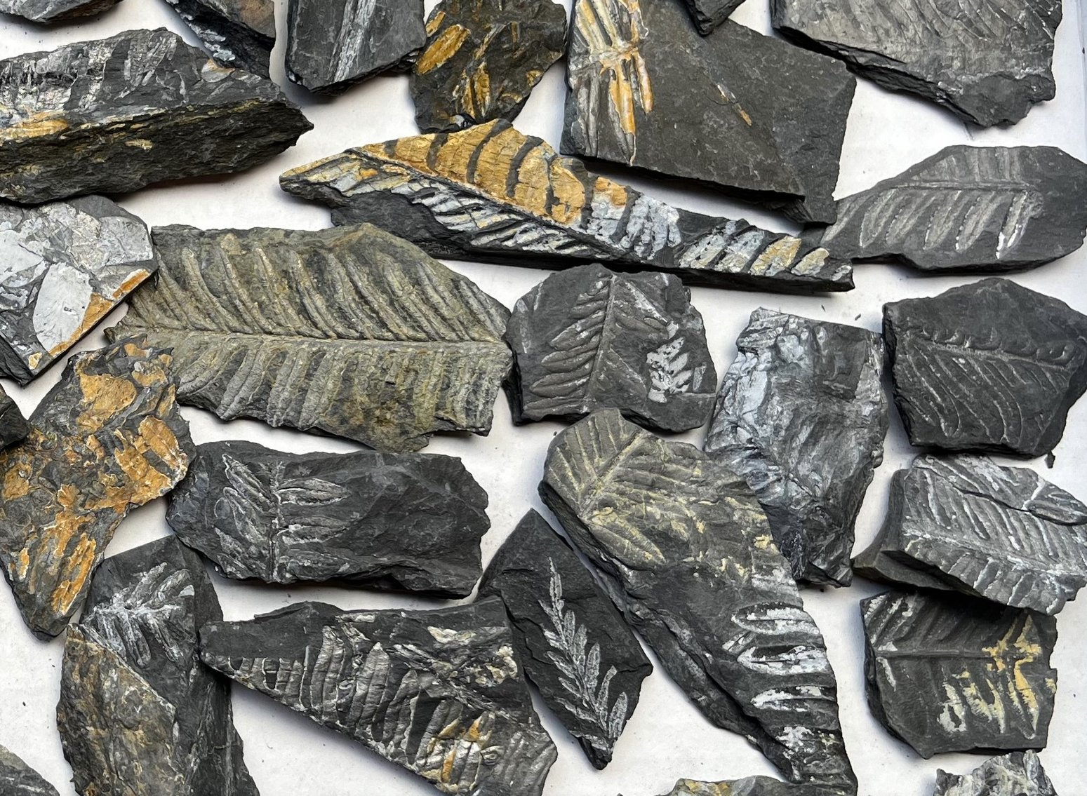 Image for Natural History Auction: Fossils, Minerals, Crystals, Gems, Biologic Specimens