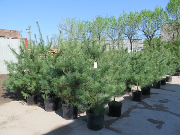 Image for Trees & Mulch: Black Hills Spruce, White Pine & More