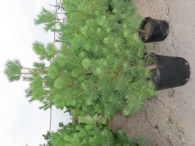 Image for Trees: Black Hills Spruce, White Pine & More