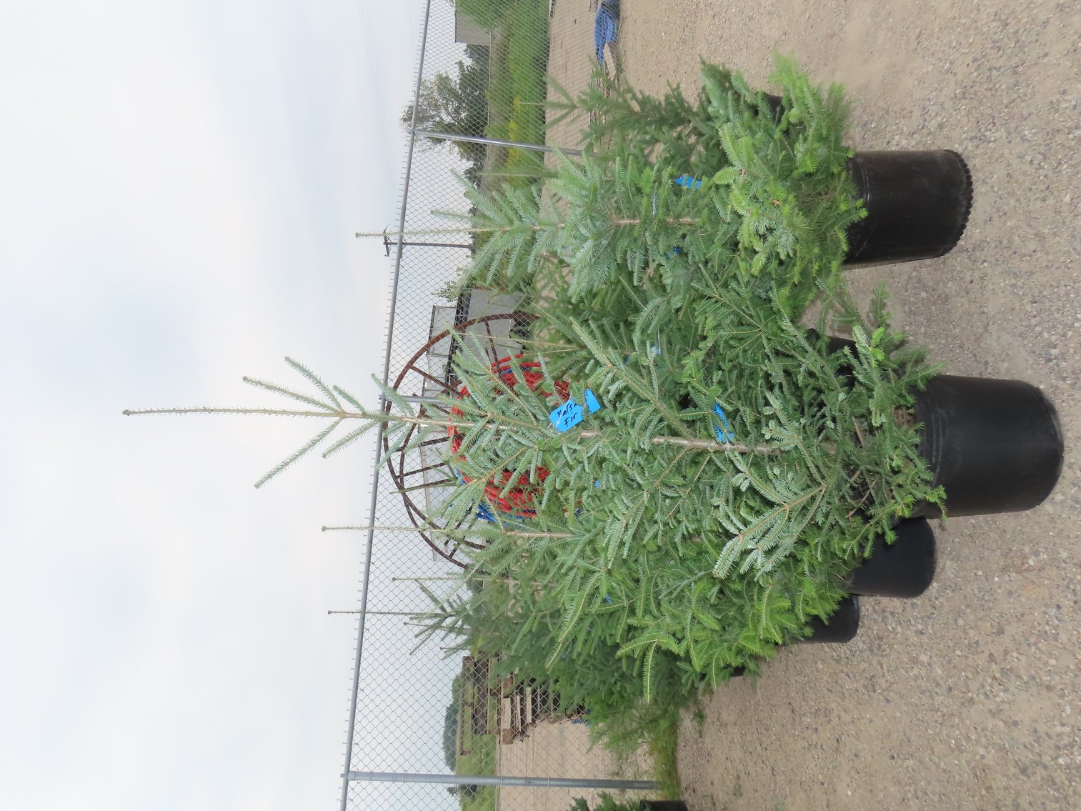 Image for Trees: Black Hills Spruce, White Pine & More