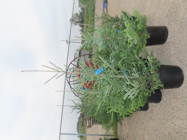 Image for Trees: Black Hills Spruce, White Pine & More