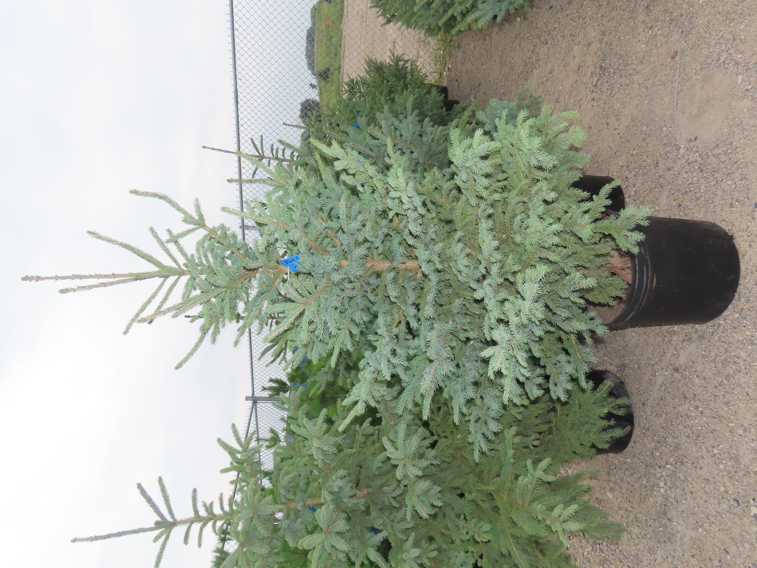 Image for Trees: Black Hills Spruce, White Pine & More