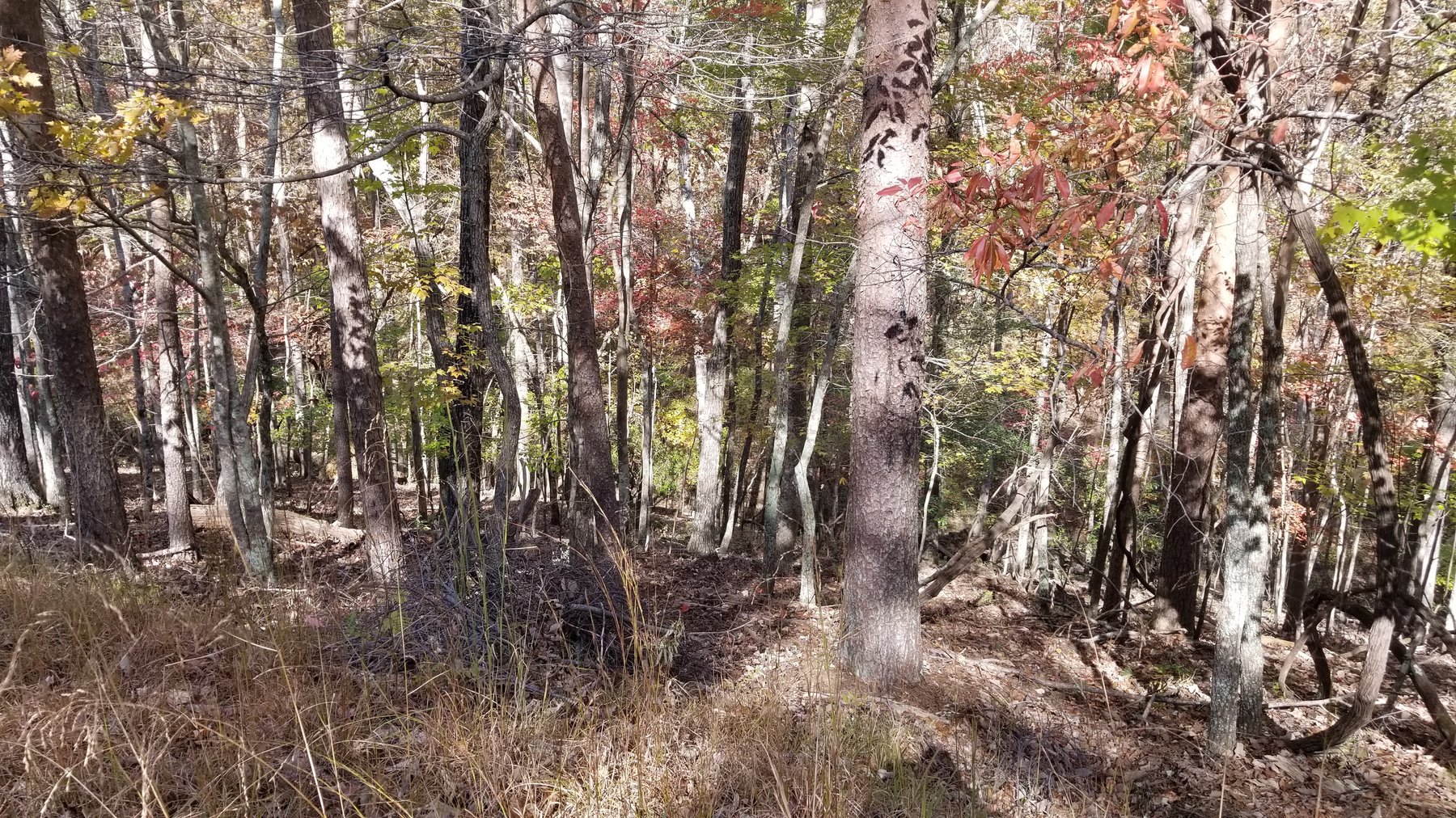 Image for Property #303: Waleska, GA: 1± Acre Lot in Lake Arrowhead Yacht & Country Club at 177 Lakewood Dr., Waleska, GA 30183 (Cherokee County)