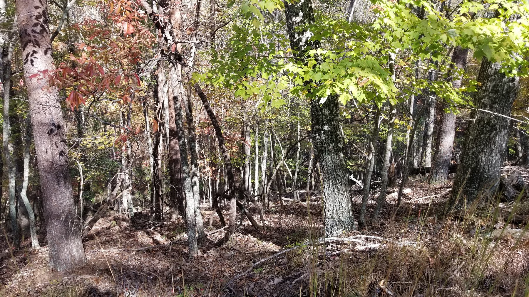 Image for Property #303: Waleska, GA: 1± Acre Lot in Lake Arrowhead Yacht & Country Club at 177 Lakewood Dr., Waleska, GA 30183 (Cherokee County)