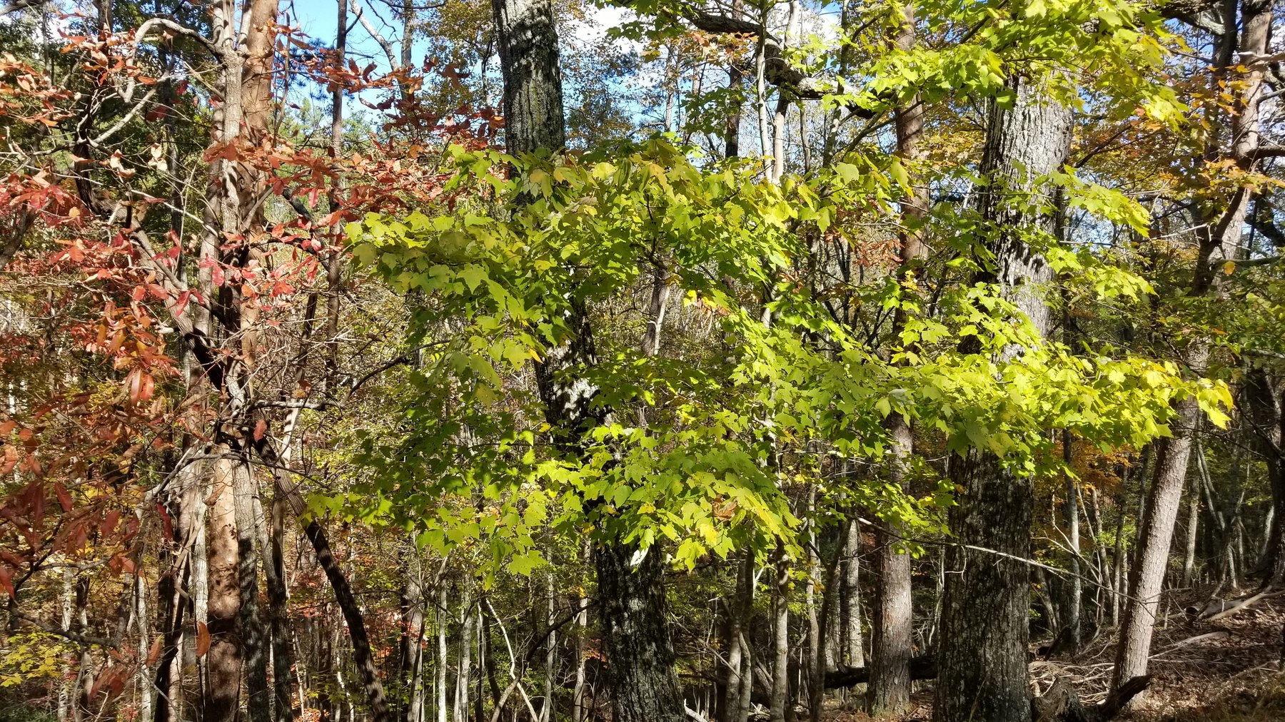 Image for Property #303: Waleska, GA: 1± Acre Lot in Lake Arrowhead Yacht & Country Club at 177 Lakewood Dr., Waleska, GA 30183 (Cherokee County)