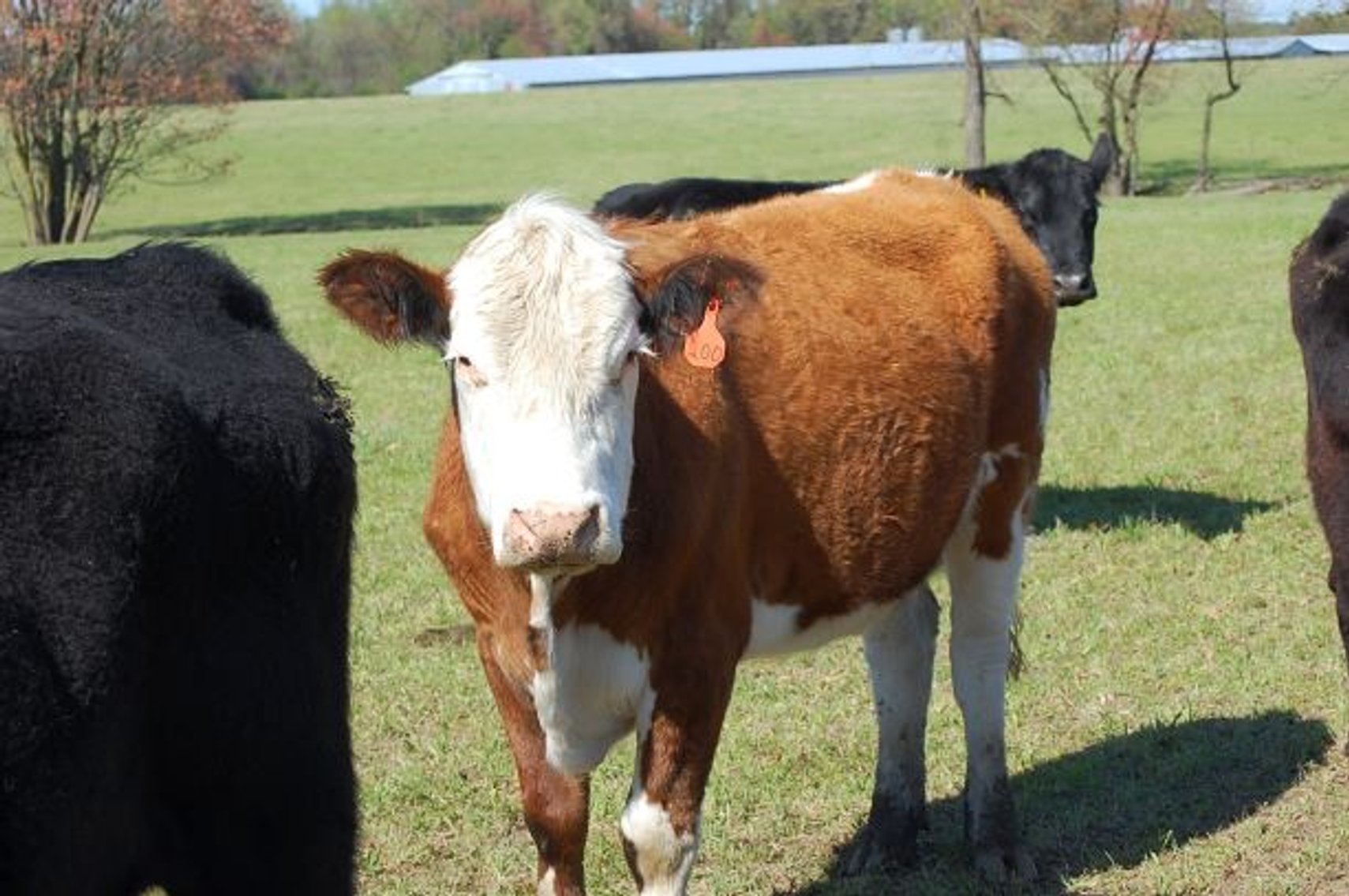 Image for CATTLE AUCTION