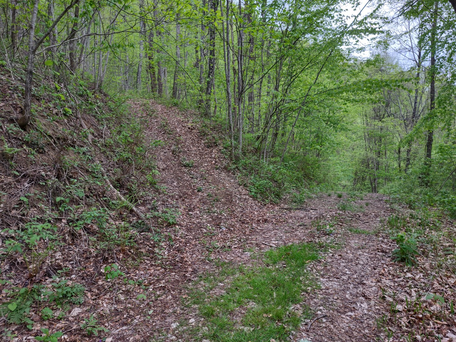 Image for Franklin, NC: 12± Mountaintop Acres in Peaceful Cove Estates, Franklin, NC 28734 (Macon County)