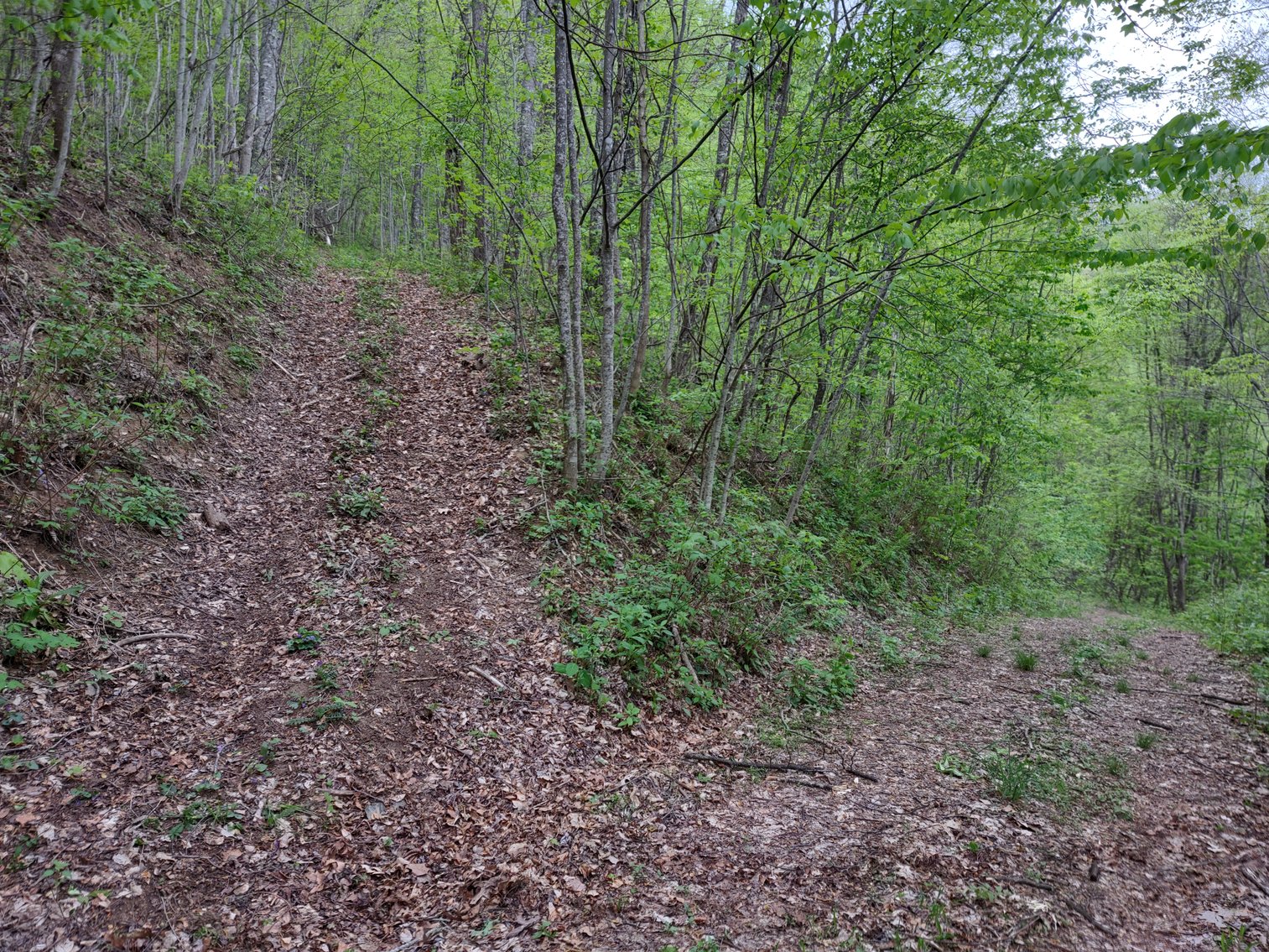 Image for Franklin, NC: 12± Mountaintop Acres in Peaceful Cove Estates, Franklin, NC 28734 (Macon County)