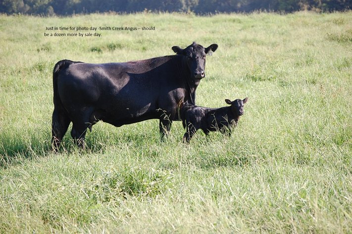 CATTLE AUCTION