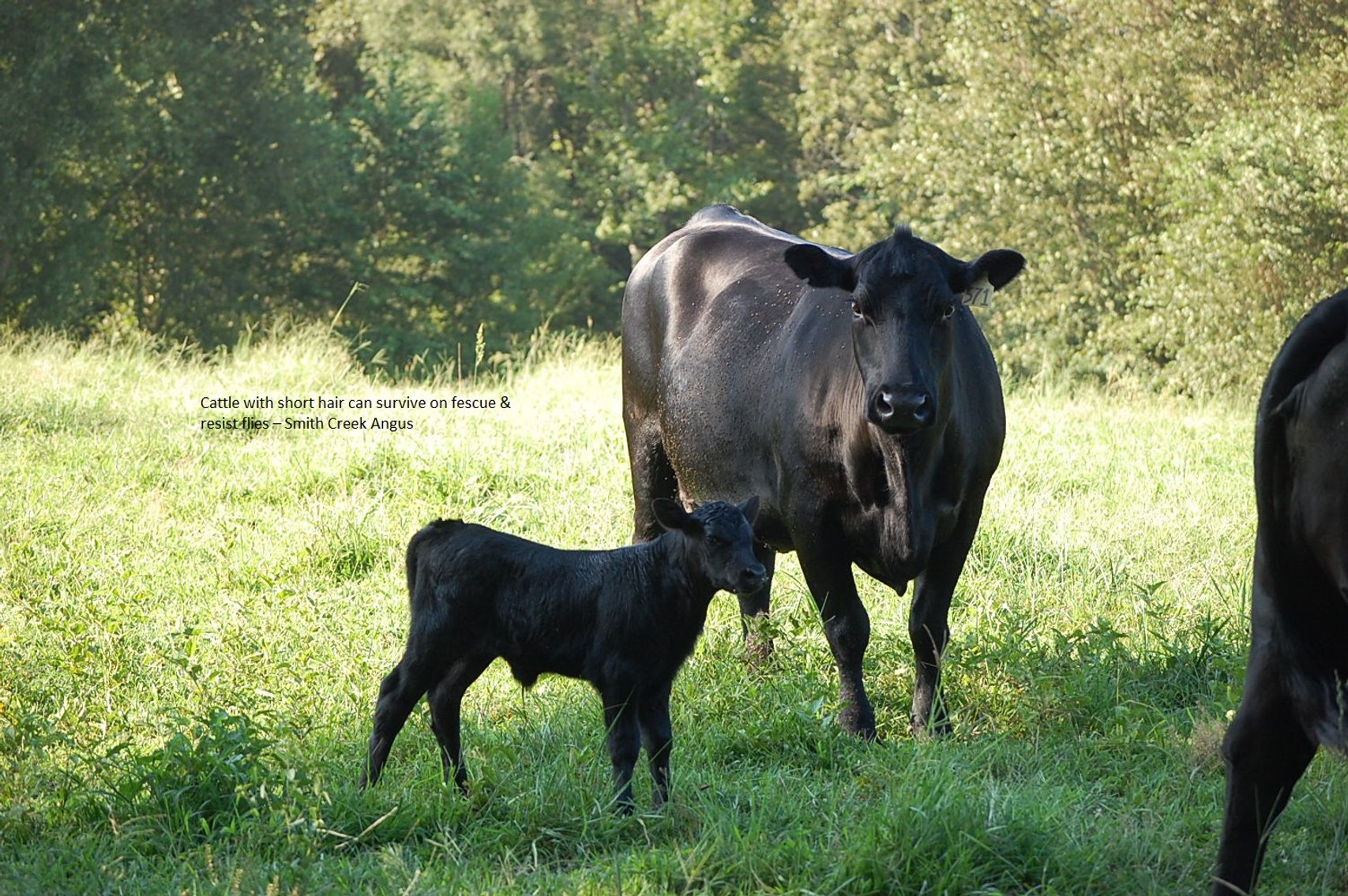 Image for CATTLE AUCTION