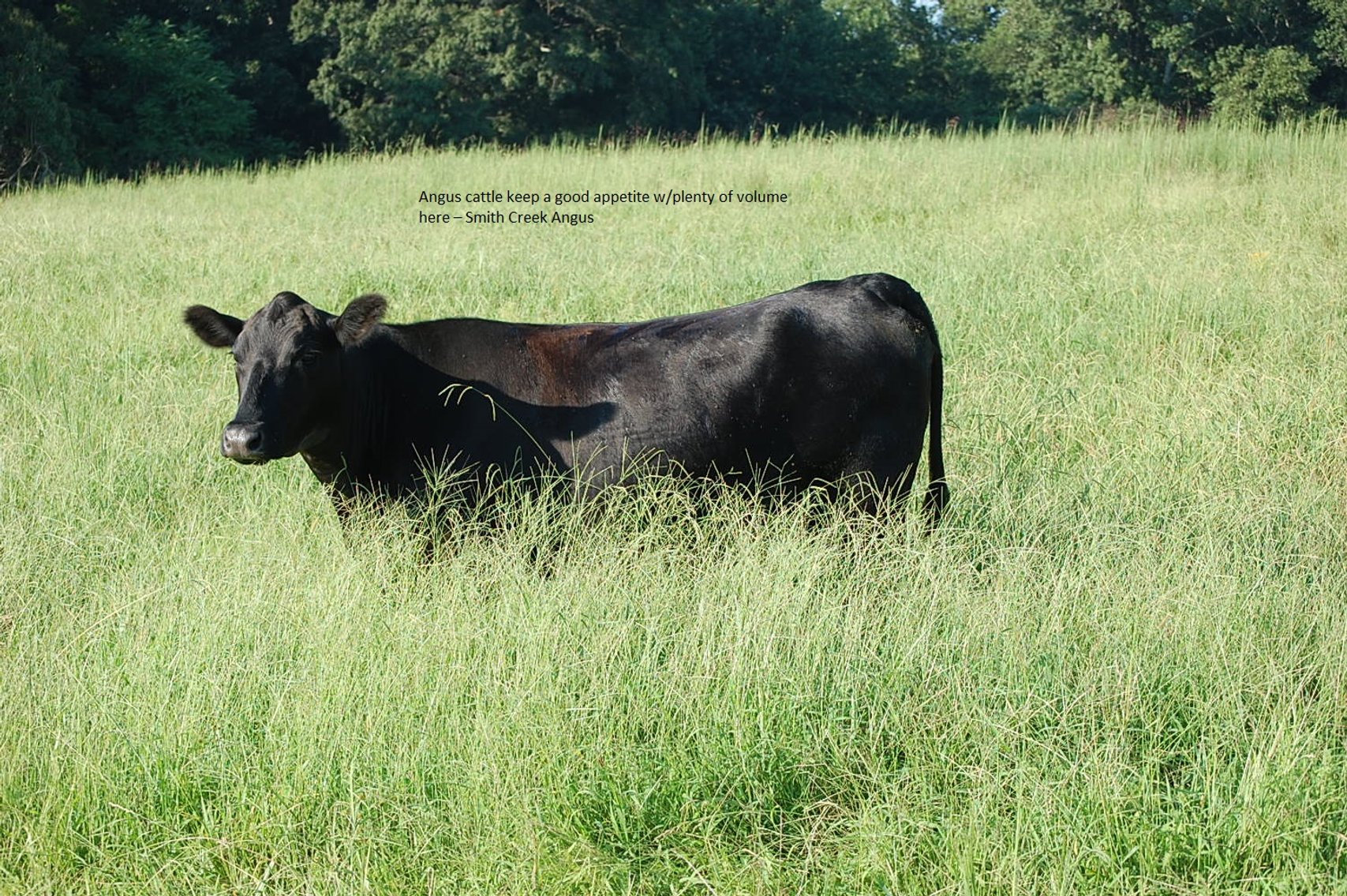 Image for CATTLE AUCTION