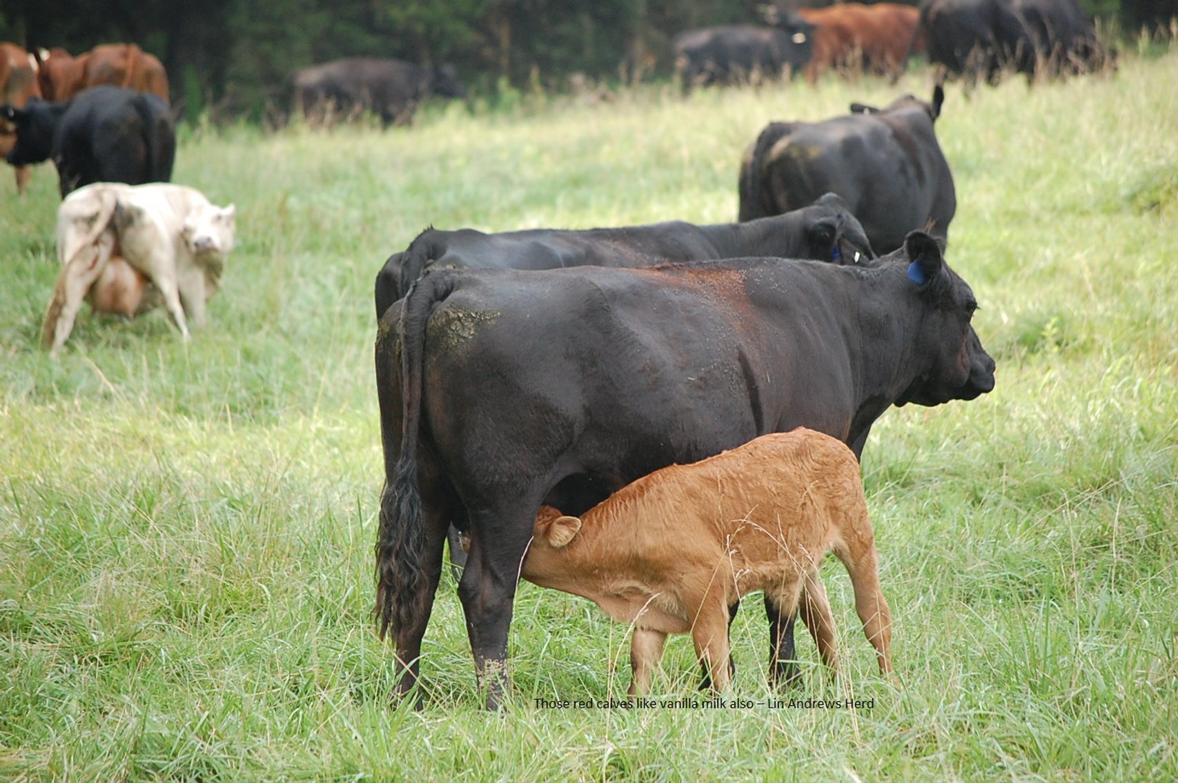 Image for CATTLE AUCTION