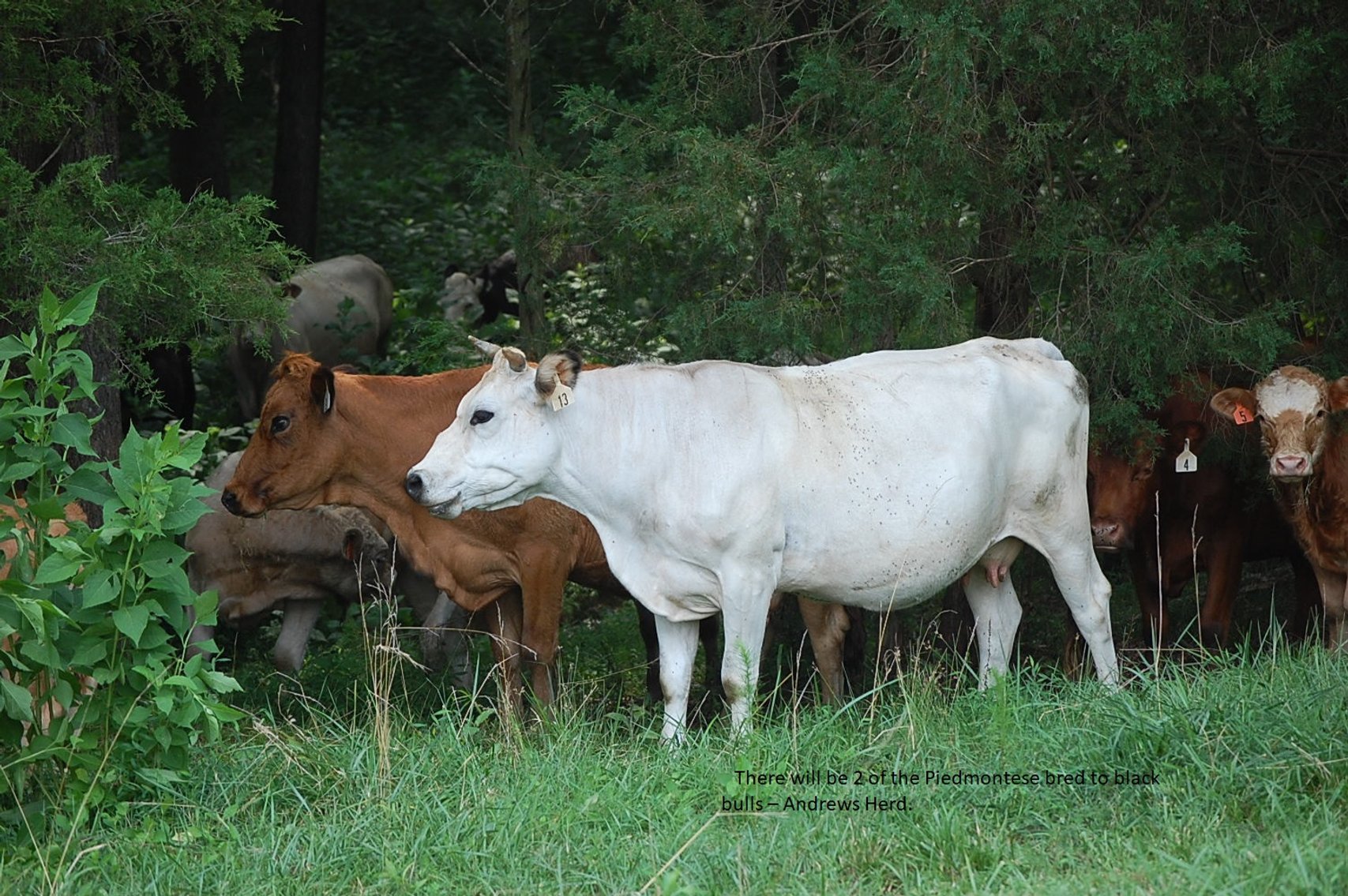 Image for CATTLE AUCTION