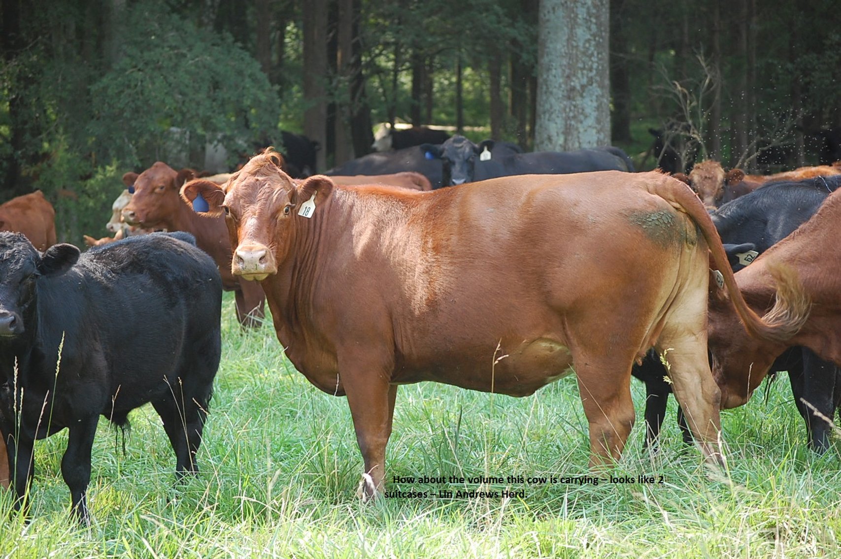 Image for CATTLE AUCTION