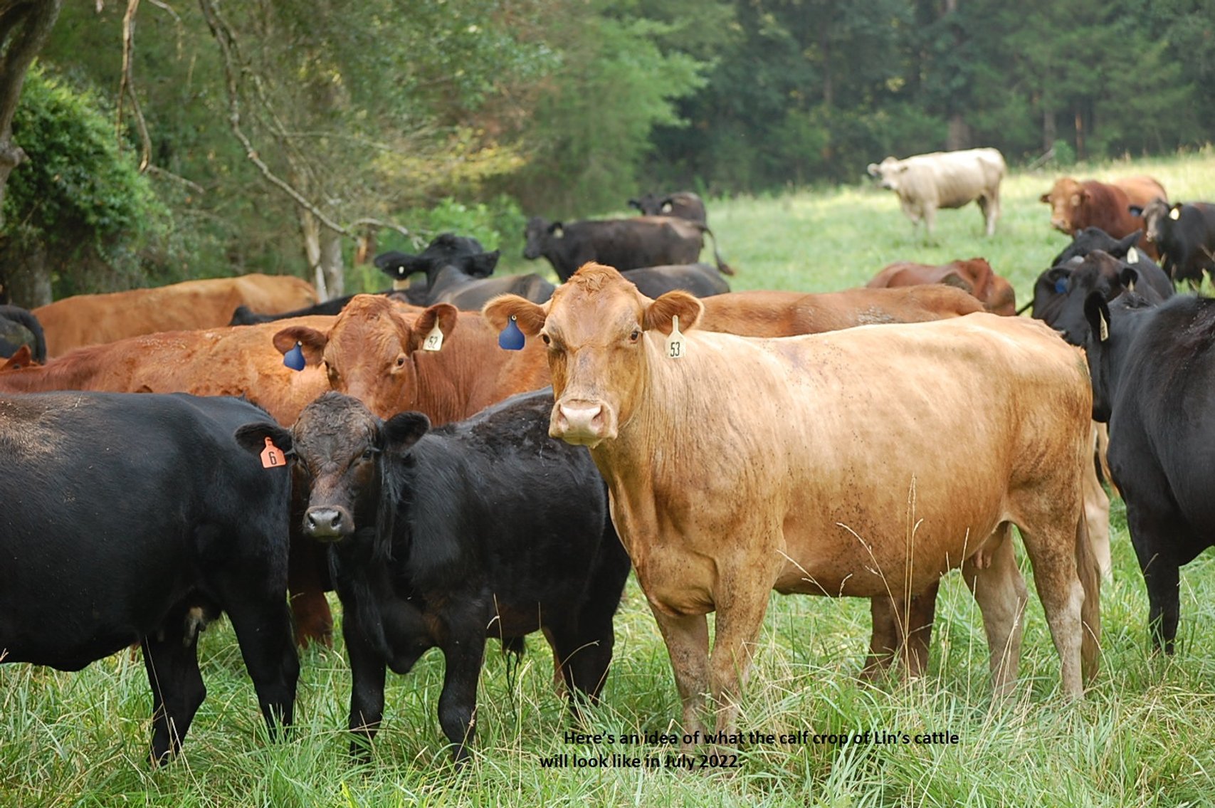 Image for CATTLE AUCTION