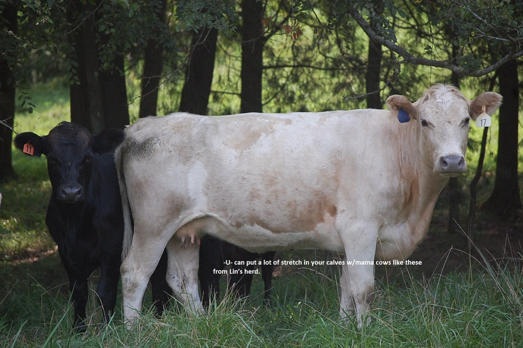 Image for CATTLE AUCTION