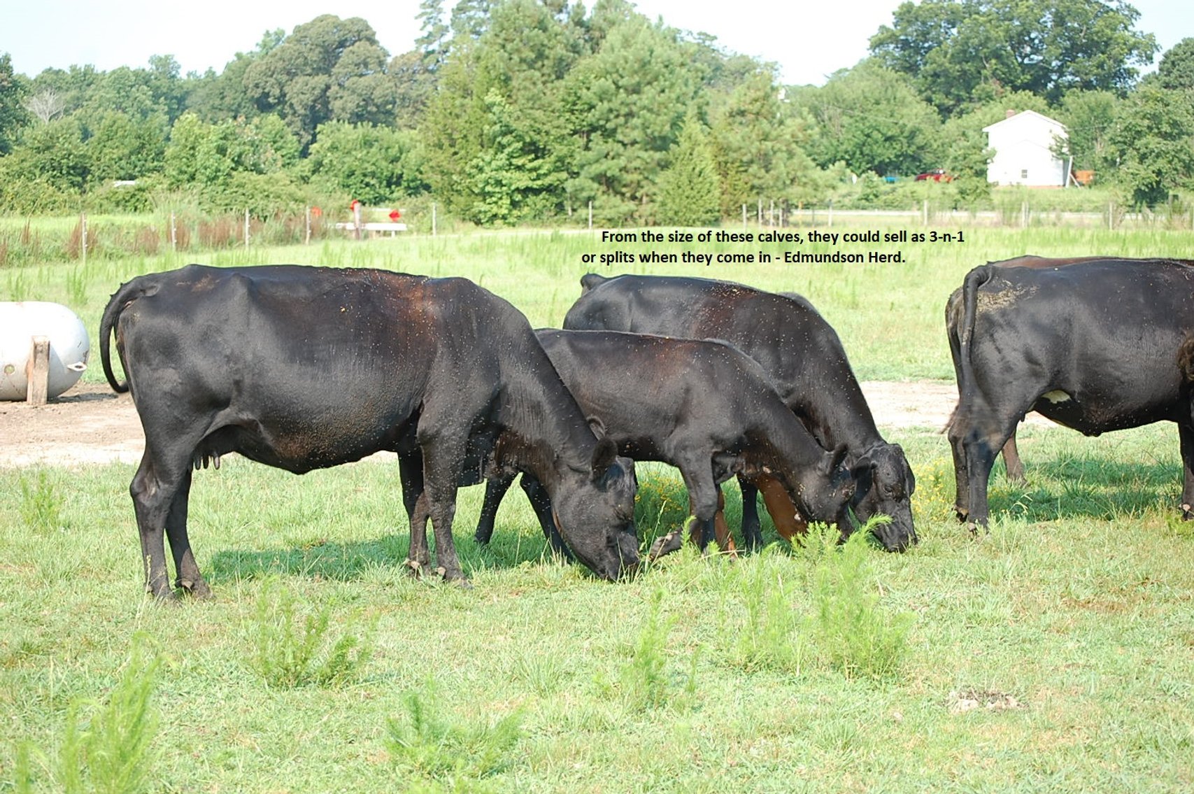 Image for CATTLE AUCTION