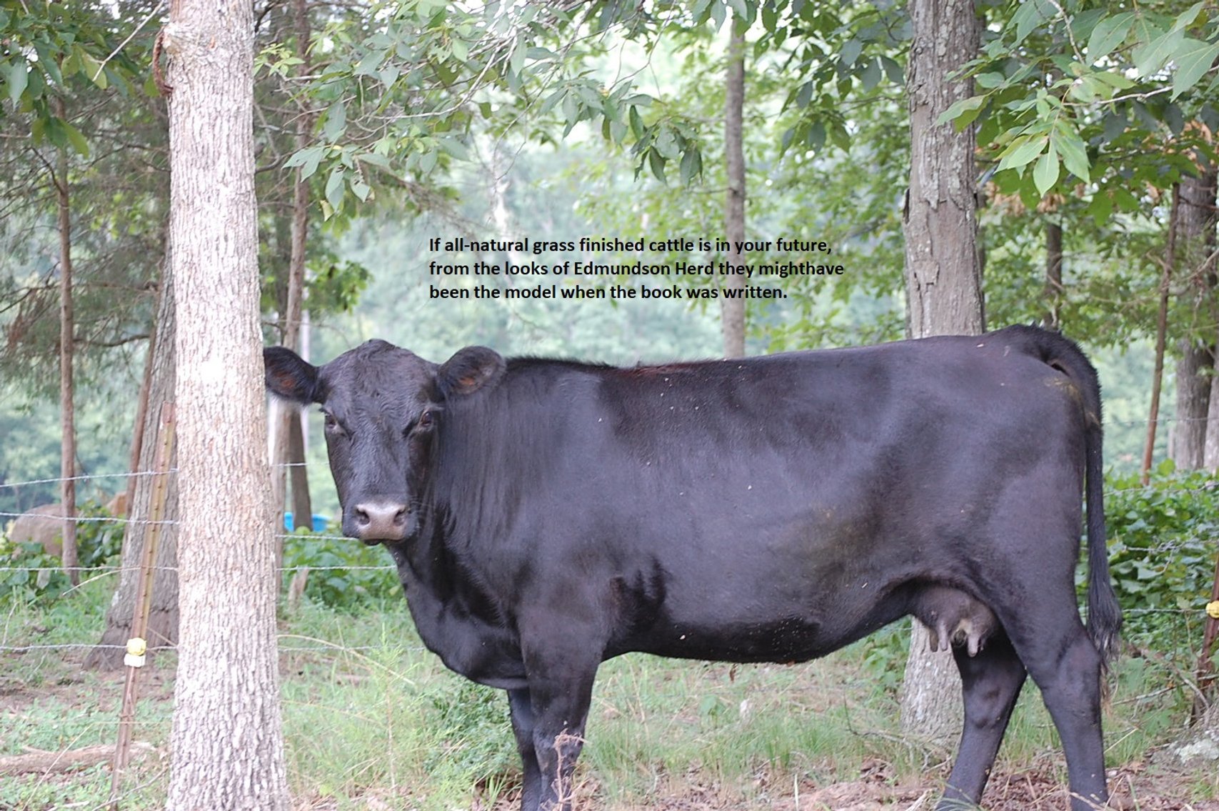 Image for CATTLE AUCTION