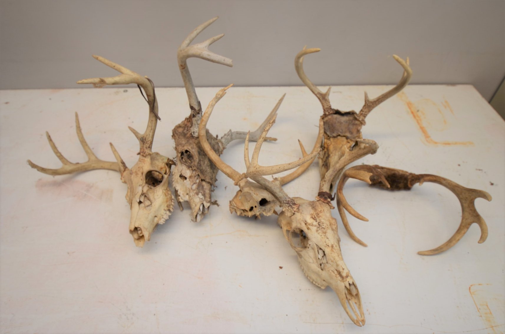 Image for DUTCHMEN TRAVEL TRAILER, ENCLOSED TRAILER, PONTOON, SHOP TOOLS, COLLECTIBLES & MORE!