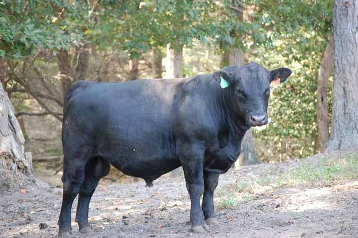 Edgewood Performance Tested Bull Sale