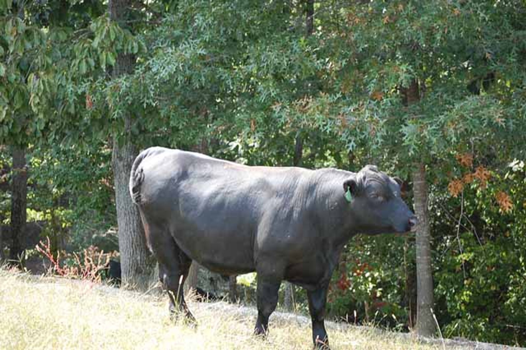 Image for Edgewood Performance Tested Bull Sale