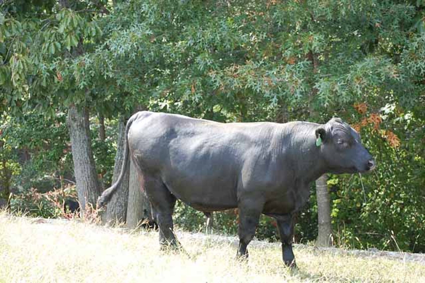 Image for Edgewood Performance Tested Bull Sale