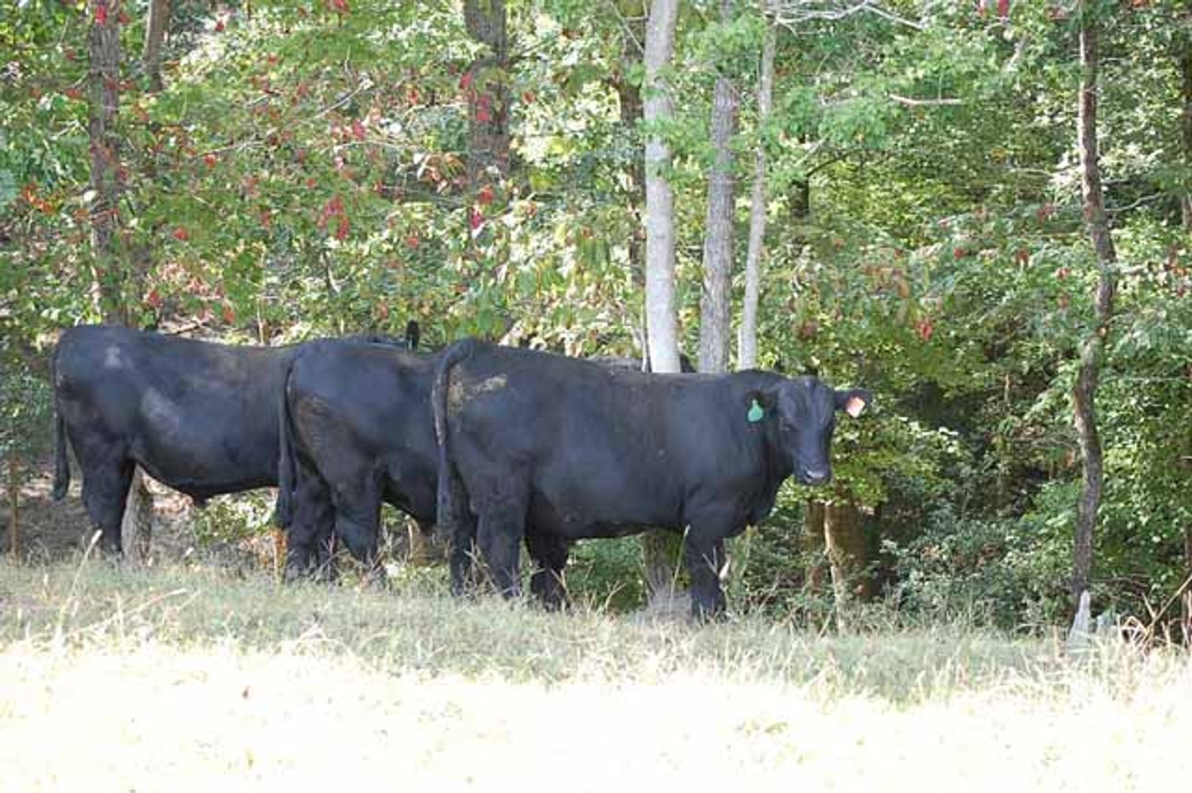 Image for Edgewood Performance Tested Bull Sale