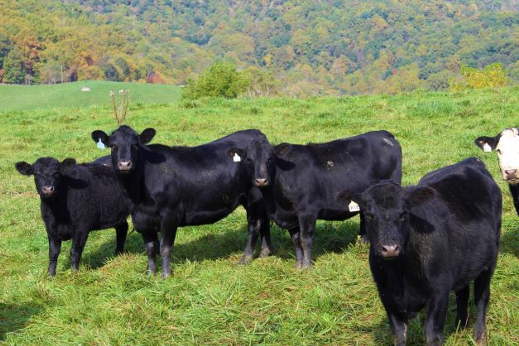 Image for Leachman East Coast Stabilizer Sale