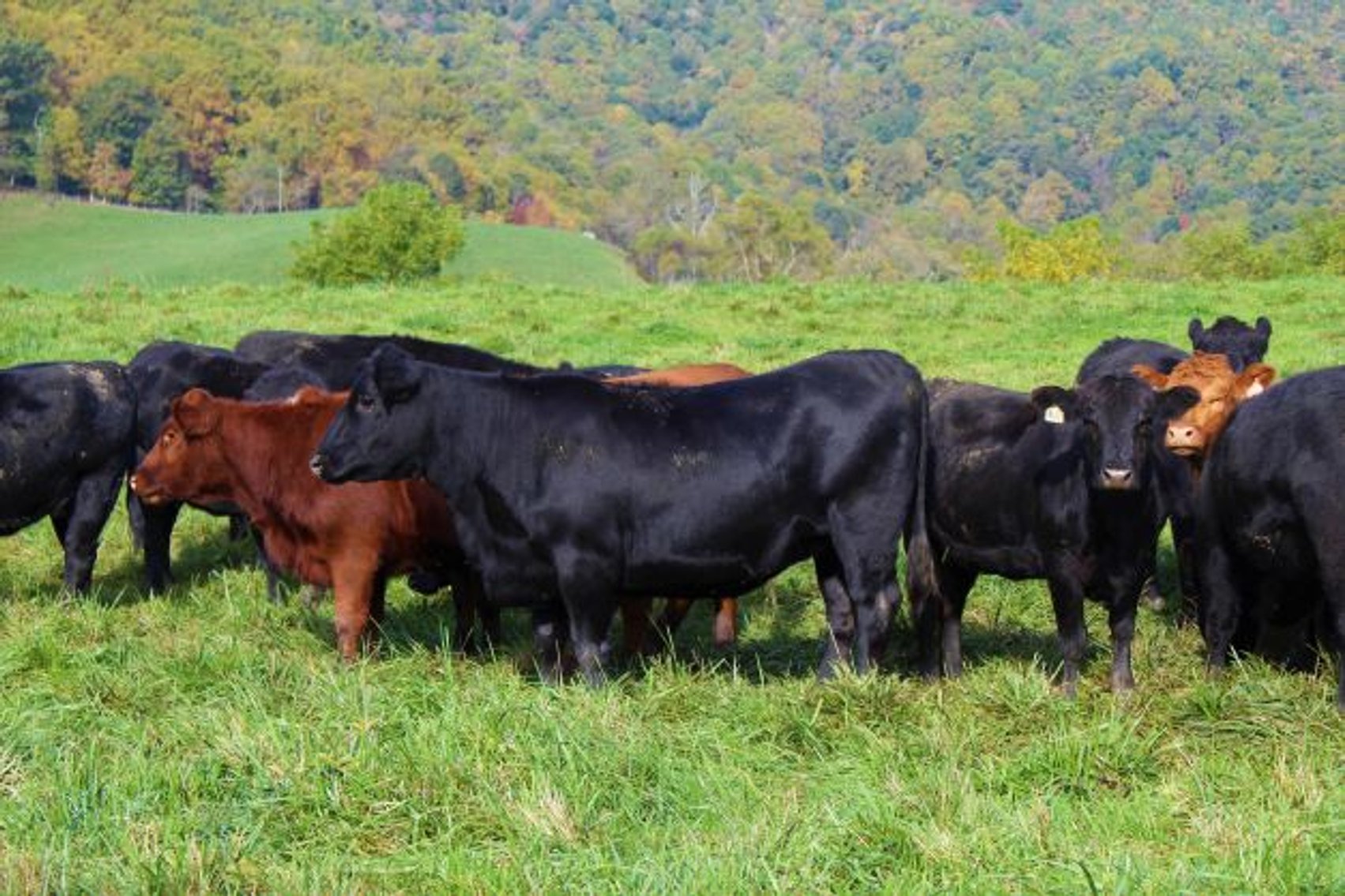 Image for Leachman East Coast Stabilizer Sale