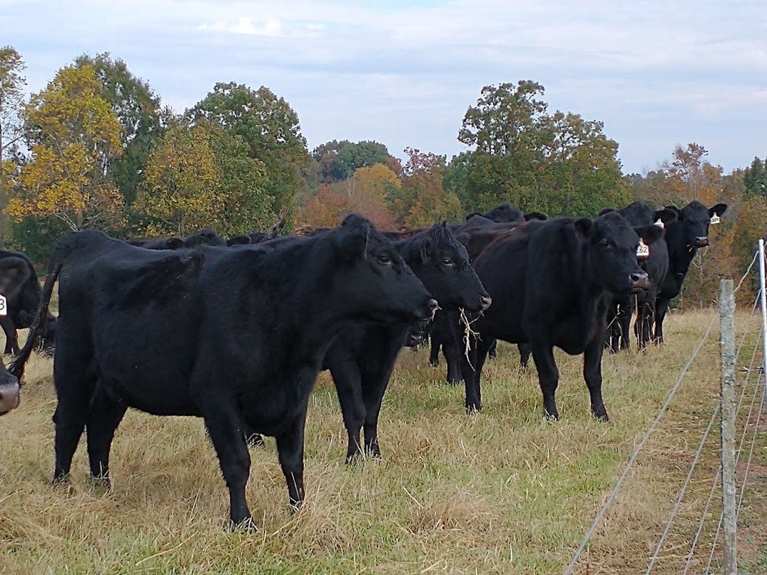 Image for Leachman East Coast Stabilizer Sale