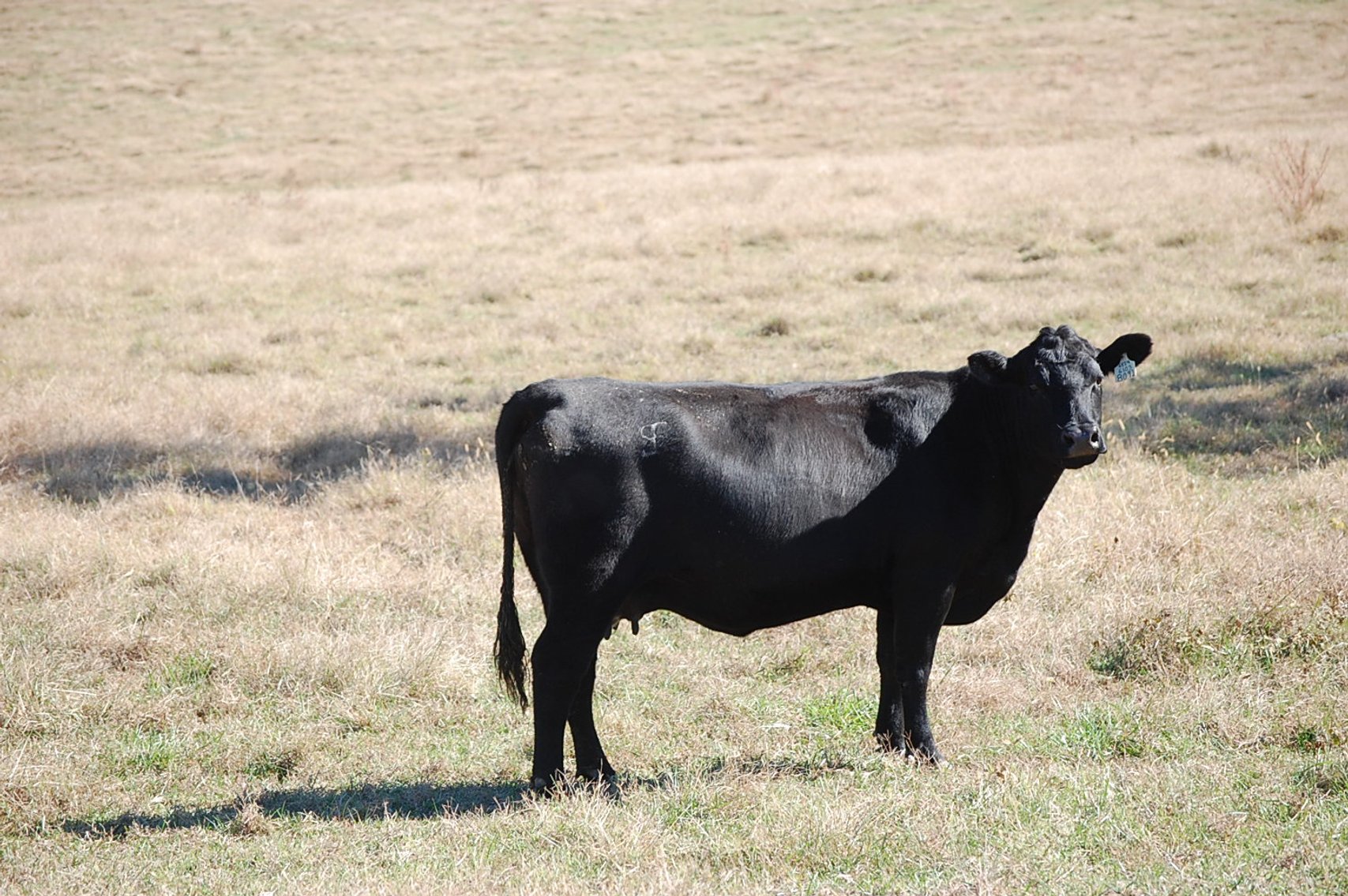 Image for Springfield Angus Bull Sale