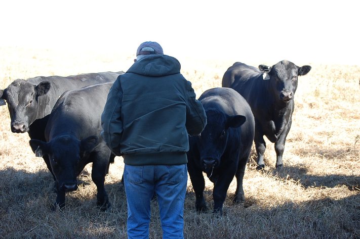 Springfield Angus Bull Sale