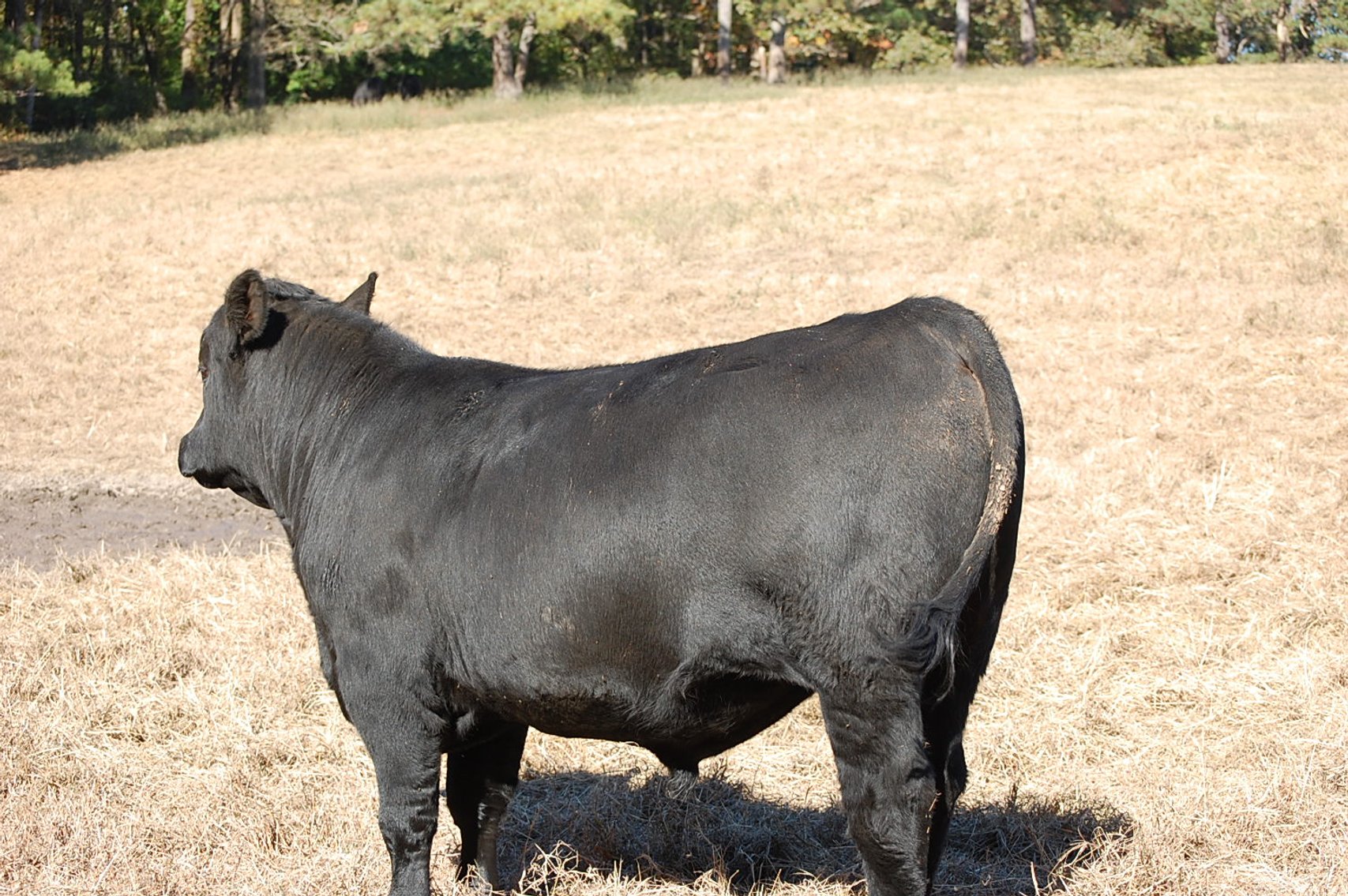 Image for Springfield Angus Bull Sale