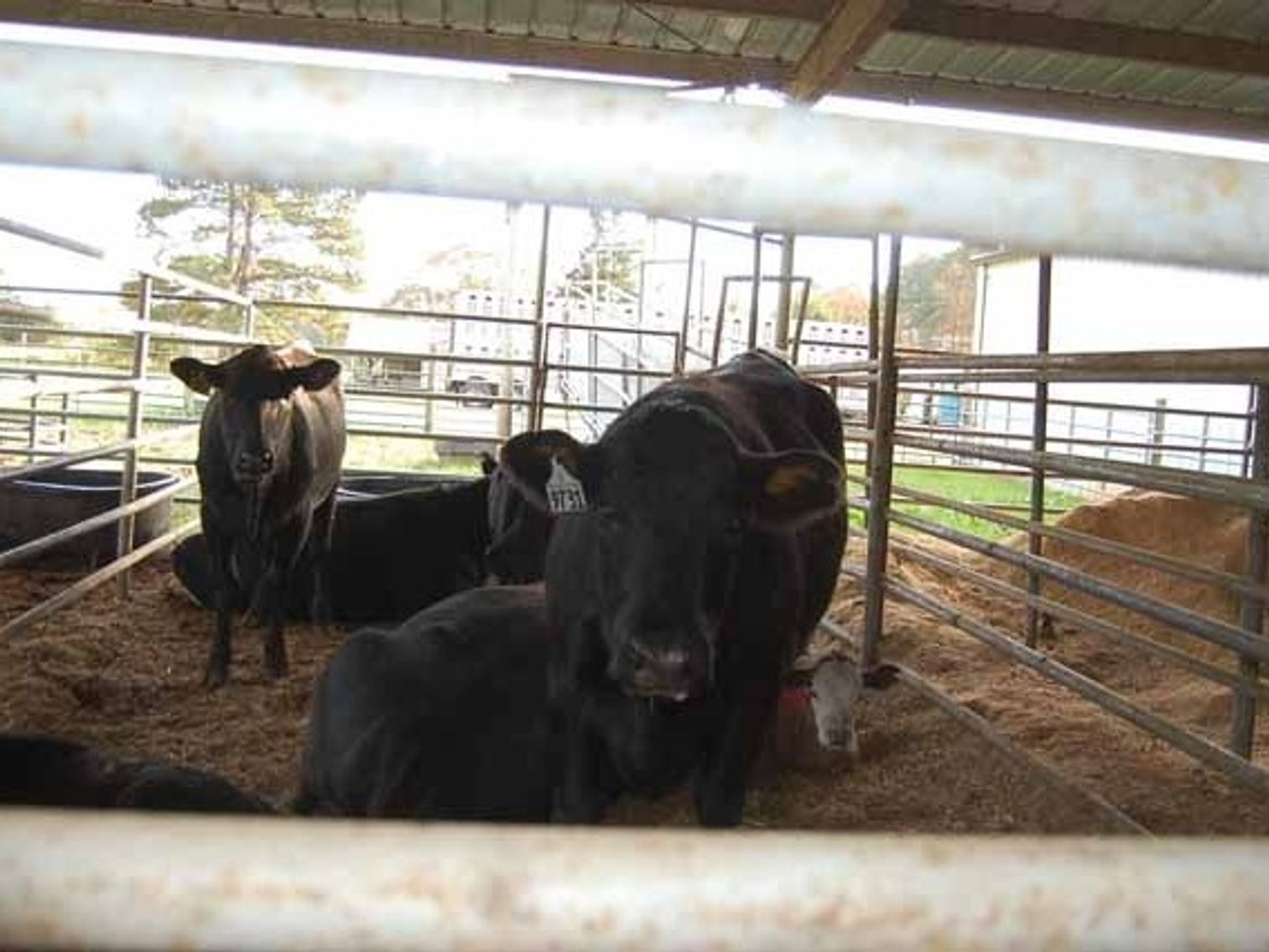 Image for 20th  ANNUAL E.B. & SHANE HARRIS INFLUENCE FEMALE & BULL SALE